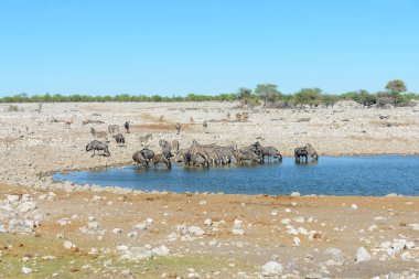 Su birikintisinin Afrika savana vahşi zebralar içme suyunda