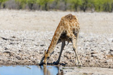 Zürafa içme suyu su birikintisinin Afrika savana üzerinde