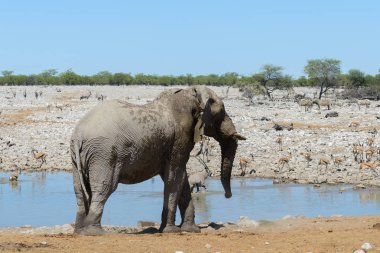 Savana içinde su birikintisinin üzerinde vahşi Afrika fili