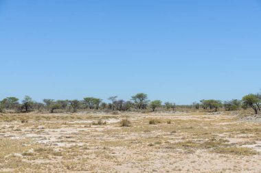 Afrika savana yatay, ağaç