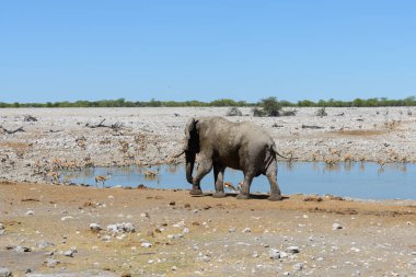 Savana içinde su birikintisinin üzerinde vahşi Afrika fili