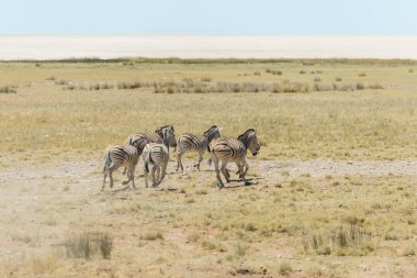 Afrika savana çalışan vahşi zebralar sürüsü