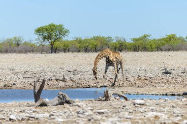 Zürafa içme suyu su birikintisinin Afrika savana üzerinde