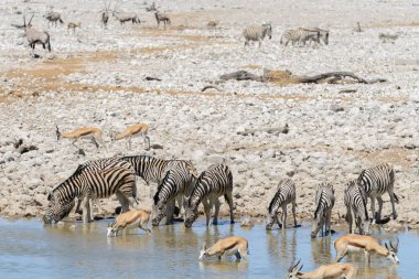Vahşi Afrika hayvanları-gnu, kudu, orix, springbok, zebralar içme suyunda su birikintisinin