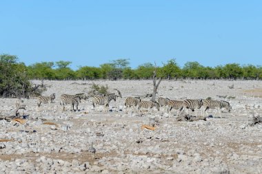 Vahşi zebralar Afrika savana yürüyüş