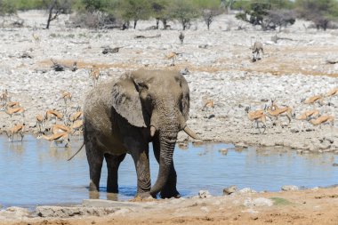 Savana içinde su birikintisinin üzerinde vahşi Afrika fili