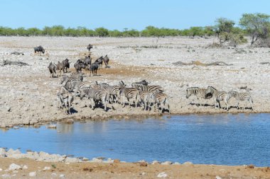 Vahşi Afrika hayvanları-gnu, kudu, orix, springbok, zebralar içme suyunda su birikintisinin