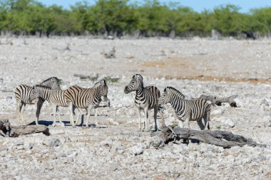 Vahşi zebralar Afrika savana yürüyüş