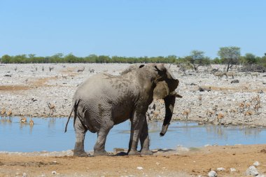 Savana içinde su birikintisinin üzerinde vahşi Afrika fili