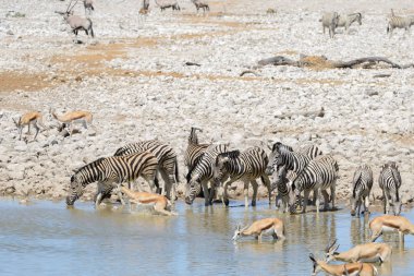 Vahşi Afrika hayvanları-gnu, kudu, orix, springbok, zebralar içme suyunda su birikintisinin