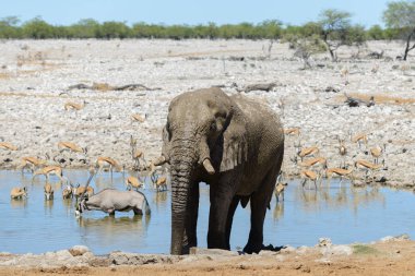 Savana içinde su birikintisinin üzerinde vahşi Afrika fili