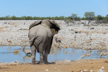 Savana içinde su birikintisinin üzerinde vahşi Afrika fili