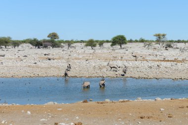 Afrika savana vahşi Afrika antilobu antilop