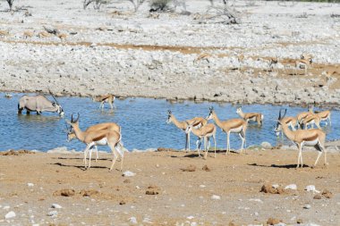 Afrika savana vahşi springbok antilop