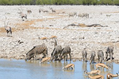 Vahşi Afrika hayvanları-gnu, kudu, orix, springbok, zebralar içme suyunda su birikintisinin
