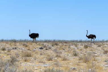 Vahşi devekuşu Afrika savana yürüyüş