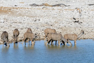Afrika savana vahşi kudu antilop