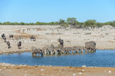 Su birikintisinin Afrika savana vahşi zebralar içme suyunda