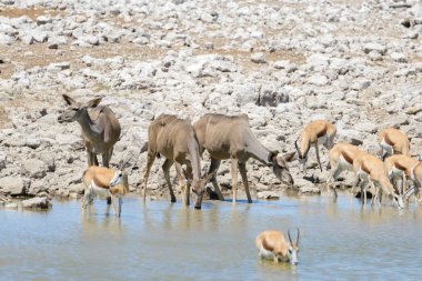 Afrika savana vahşi kudu antilop