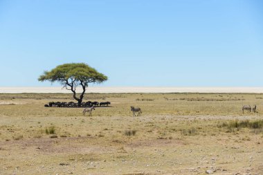 Wild gnu herd beneath tree in the African savanna clipart
