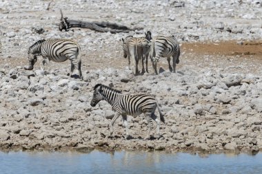Üzerinde su birikintisinin Afrika savana vahşi zebralar