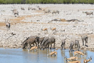 Vahşi Afrika hayvanları-gnu, kudu, orix, springbok, zebralar içme suyunda su birikintisinin