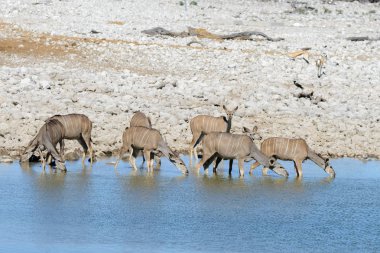 Afrika savana vahşi kudu antilop