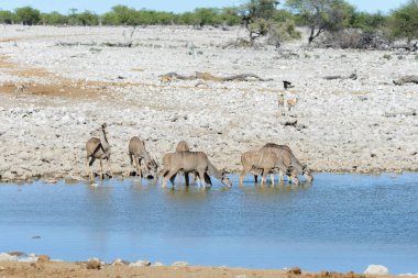 Afrika savana vahşi kudu antilop
