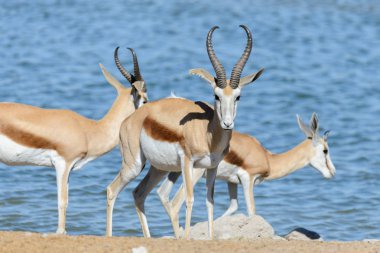 Afrika savana vahşi springbok antilop
