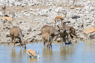 Afrika savana vahşi kudu antilop