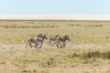 Afrika savana çalışan vahşi zebralar sürüsü