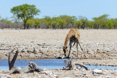 Su birikintisinin Afrika savana zürafa