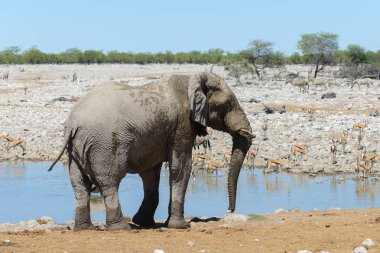 Savana içinde su birikintisinin üzerinde vahşi Afrika fili