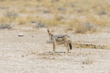 Afrika savana vahşi çakal