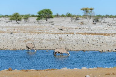 Afrika savana vahşi kudu antilop