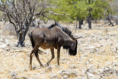 Afrika Milli Park içinde vahşi gnu antilop