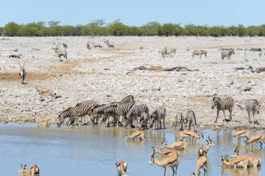 Vahşi Afrika hayvanları-gnu, kudu, orix, springbok, zebralar içme suyunda su birikintisinin