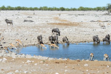 Afrika Milli Park içinde vahşi gnu antilop