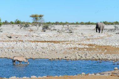 Afrika savana vahşi Afrika antilobu antilop
