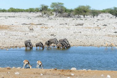 Afrika Milli Park içinde vahşi gnu antilop