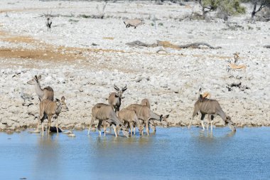 Afrika savana vahşi kudu antilop