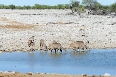 Afrika savana vahşi kudu antilop