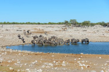Su birikintisinin Afrika savana vahşi zebralar içme suyunda