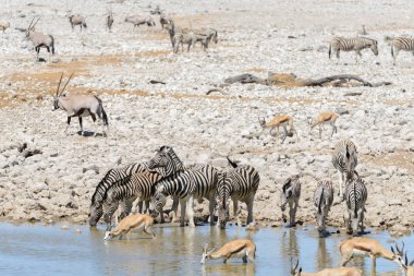 Vahşi Afrika hayvanları-gnu, kudu, orix, springbok, zebralar içme suyunda su birikintisinin