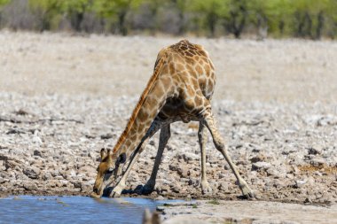 Zürafa içme suyu su birikintisinin Afrika savana üzerinde