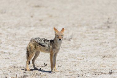 Afrika savana vahşi çakal