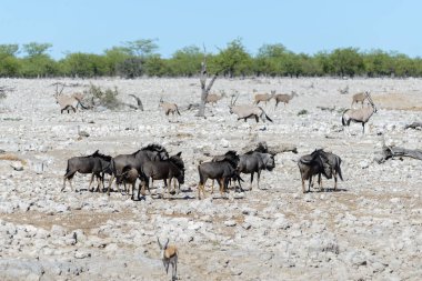 Afrika Milli Park içinde vahşi gnu antilop
