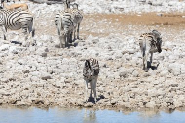 Üzerinde su birikintisinin Afrika savana vahşi zebralar