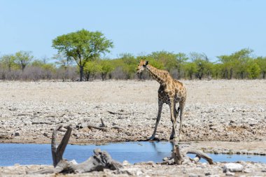 Zürafa içme suyu su birikintisinin Afrika savana üzerinde
