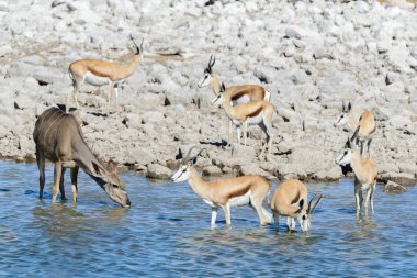 Afrika savana vahşi springbok antilop